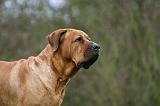 TOSA INU 525